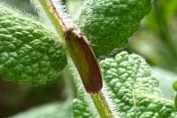 Oncocera semirubella