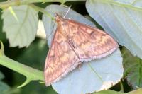 Ostrinia nubilalis