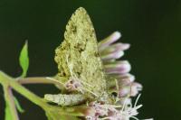 Ectropis crepuscularia