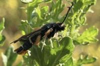 Pyropteron chrysidiforme