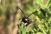 Pyropteron chrysidiforme