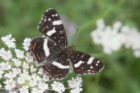 Araschnia levana