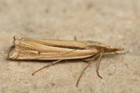 Ancylolomia tentaculella