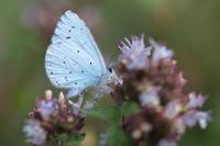 Celastrina argiolus