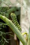 Papilio machaon
