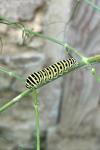 Papilio machaon
