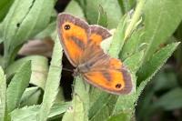 Pyronia tithonus