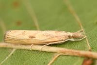 Agriphila inquinatella