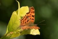 Polygonia c-album