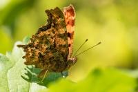 Polygonia c-album