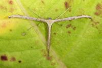 Emmelina monodactyla