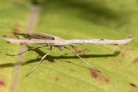 Emmelina monodactyla