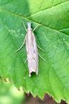 Agriphila geniculea