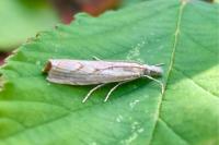 Agriphila geniculea