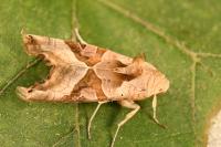 Phlogophora meticulosa