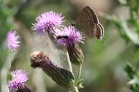 Lampides boeticus