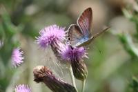 Lampides boeticus