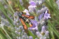 Pyropteron chrysidiforme