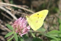 Colias crocea