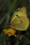 Colias alfacariensis