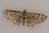 Pasiphila rectangulata