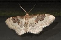 Idaea rusticata