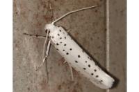 Yponomeuta evonymella
