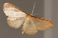Idaea humiliata