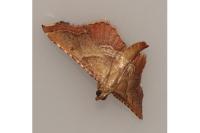 Endotricha flammealis