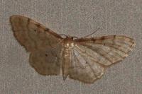 Idaea fuscovenosa