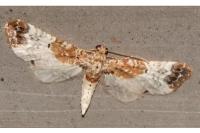 Eupithecia breviculata