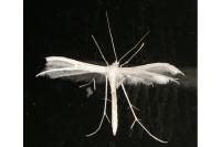 Pterophorus pentadactylus