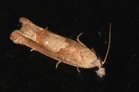 Eucosma conterminana