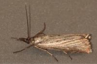 Chrysoteuchia culmella