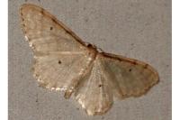 Idaea fuscovenosa