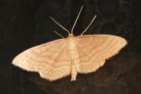 Idaea ochrata