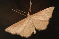 Idaea ochrata