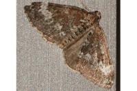 Perizoma alchemillata