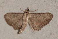 Eupithecia