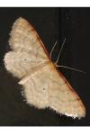 Idaea humiliata