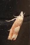 Eucosma conterminana