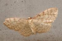Idaea fuscovenosa