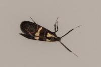 Dasycera oliviella