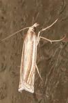 Ancylolomia tentaculella
