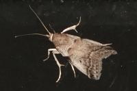 Acrobasis fallouella