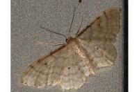 Idaea fuscovenosa