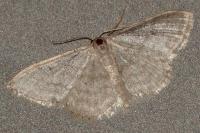 Idaea subsericeata