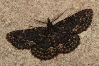 Parascotia fuliginaria