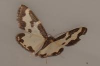 Lomaspilis marginata