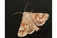 Eremobia ochroleuca